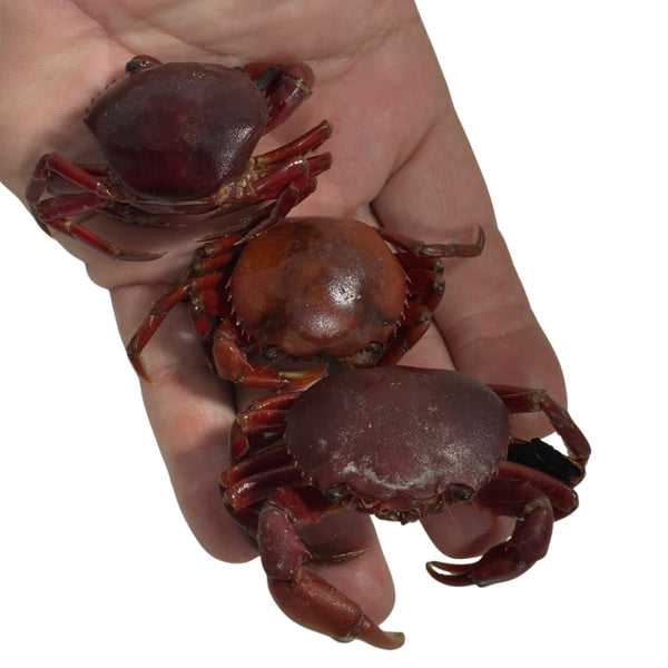 Isca Caranguejo Em Conserva - Pescaria Marca Grife da Pesca - Foto 2 | Grife da Pesca