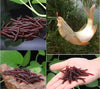 Minhoca Artificial de Silicone - Pescaria Marca Grife da Pesca - Foto 4 | Grife da Pesca