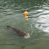 Boia Paulistinha Amarela - Pescaria Marca Grife da Pesca - Foto 3 | Grife da Pesca