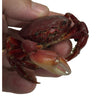 Isca Caranguejo Em Conserva - Pescaria Marca Grife da Pesca - Foto 1 | Grife da Pesca